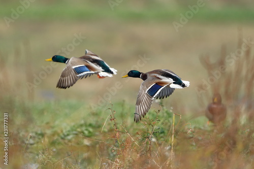 couple of mallard ducks flying