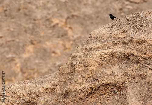 White Crowned Wheatear Perched photo