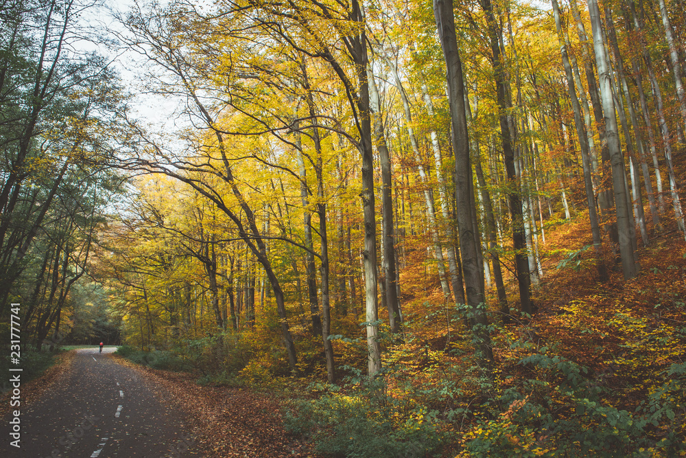 Empty mountain bicycle road in autumn forest (woods). Green and yellow leaves on a trees, fallen leaves on a road. 