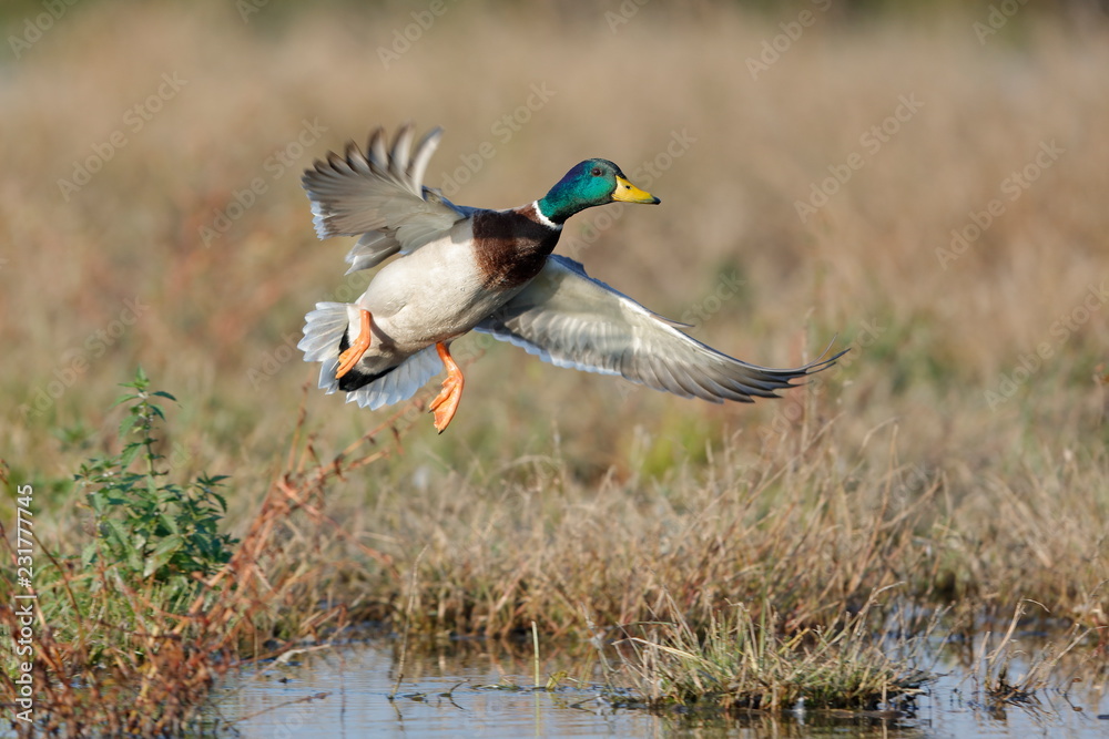 Fotografie mallard ducks flying