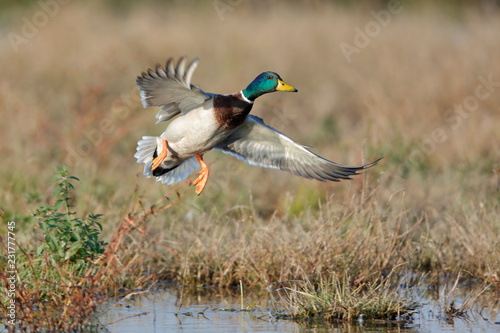 Photo mallard ducks flying