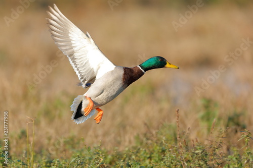 mallard duck flying 