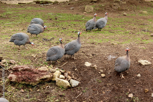 ホロホロ鳥 Images – Browse 40 Stock Photos, Vectors, and Video