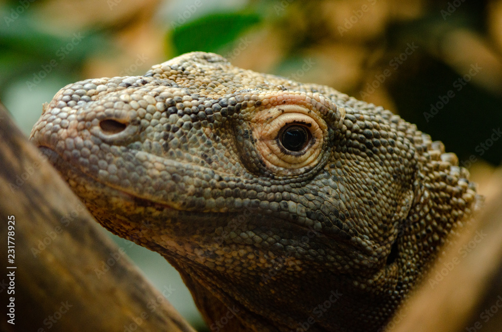 Fototapeta premium Komodo Dragon
