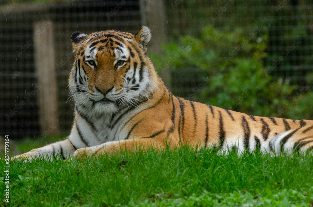 Obraz premium Amur Tiger