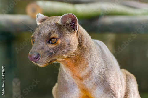 Photography The Malagasy Fossa