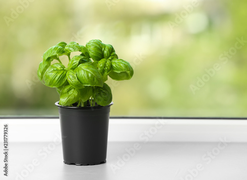 Fresh basil in pot on window sill. Space for text