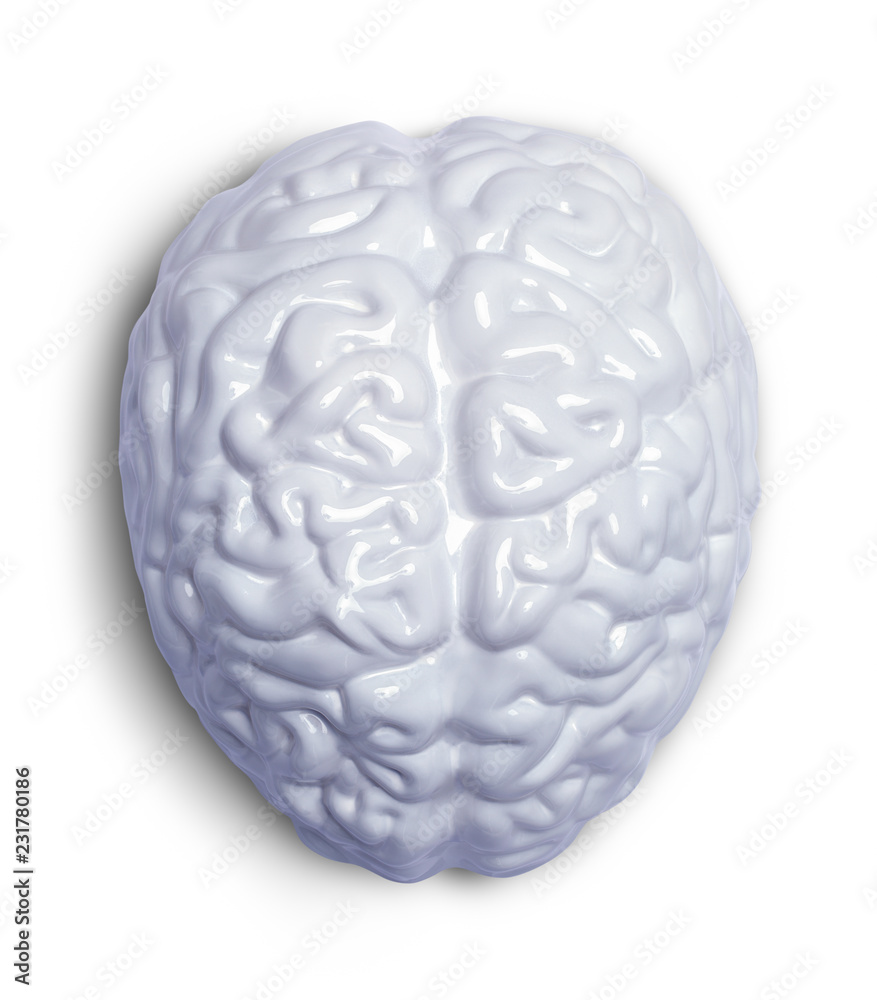 White Brain Top White Brain Top