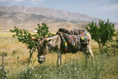 donkey with colorful saddle in uzbek countryside