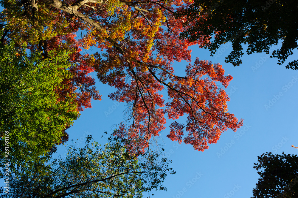 Obraz premium Fall Colors