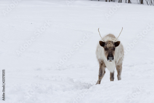 Male reindeer in the white snow on a cold winter day