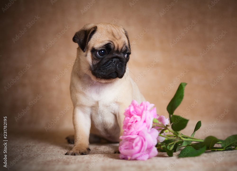 Little biege puppy pug sitting near rose and confusedly looking  at the right