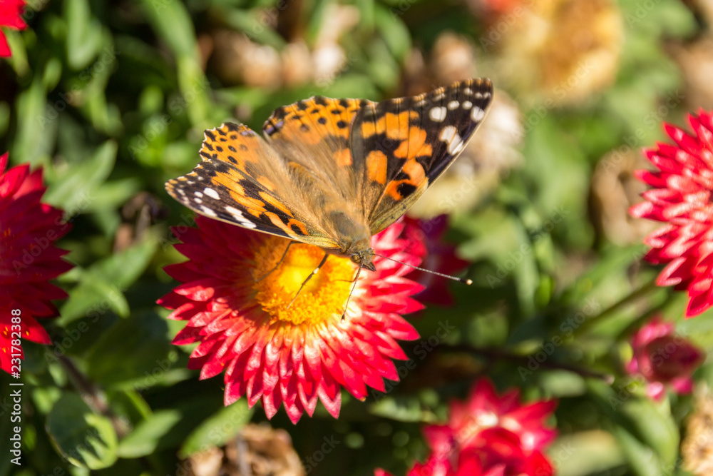 Butterfly in a flower Butterfly in a flower