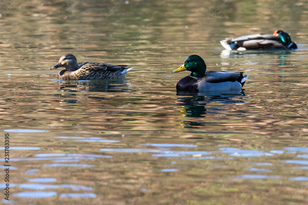 Anas platyrhynchos - Mallard duck Anas platyrhynchos - Mallard duck