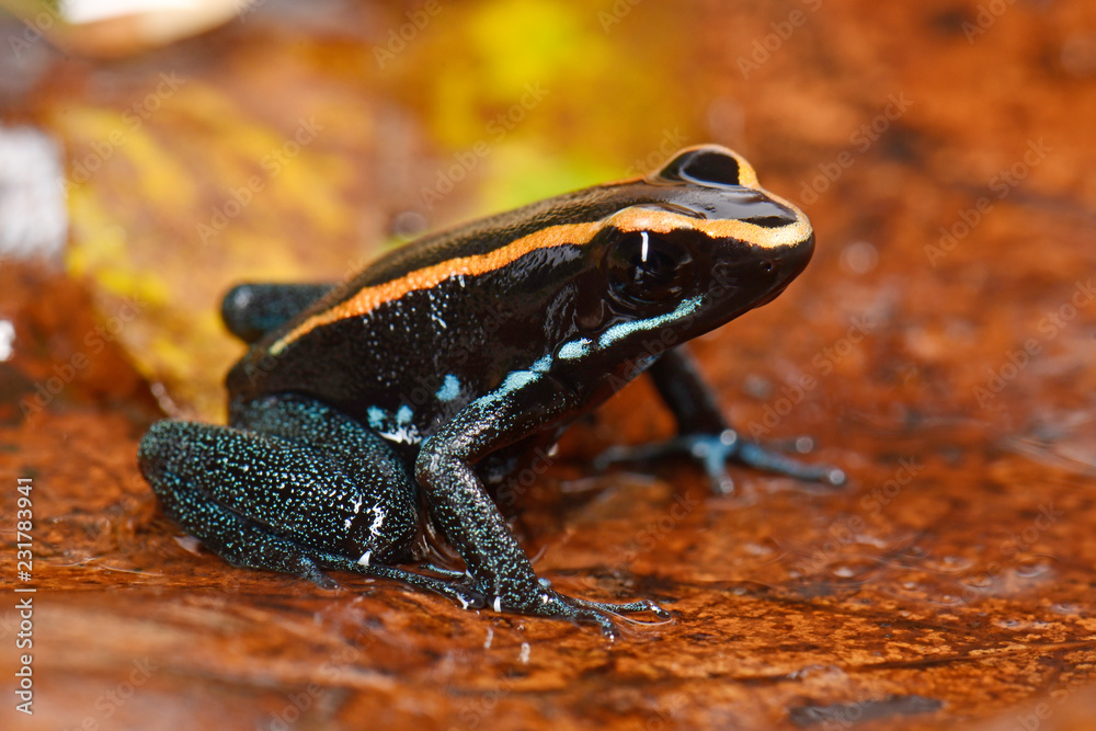 Fototapeta premium Pnącze pręgowane (Phyllobates vittatus) - Golfodulcean poison frog