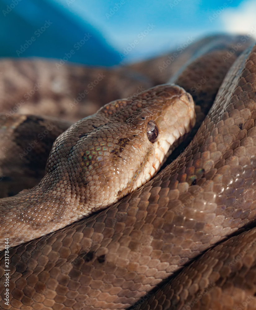 Corallus Hortulanus or Amazon Tree Boa Corallus Hortulanus or Amazon Tree Boa