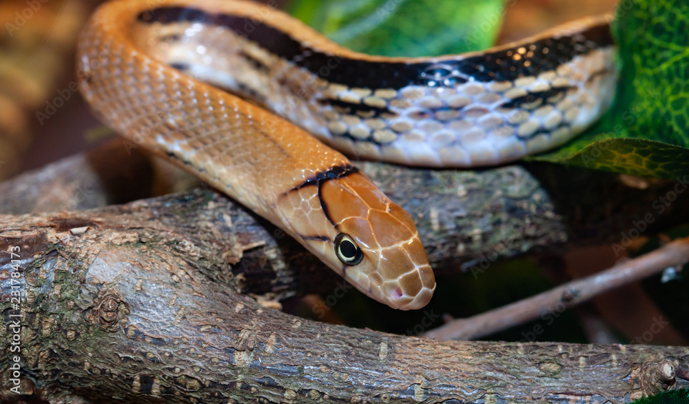Fototapeta premium Indonezyjski wąż jubilerski lub Coelognathus subradiatus.