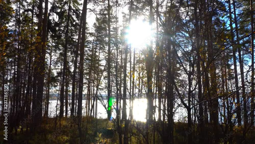 walk in the autumn pine forest on the banks of the river, autumn landscape walk in the autumn pine forest on the banks of the river, autumn landscape