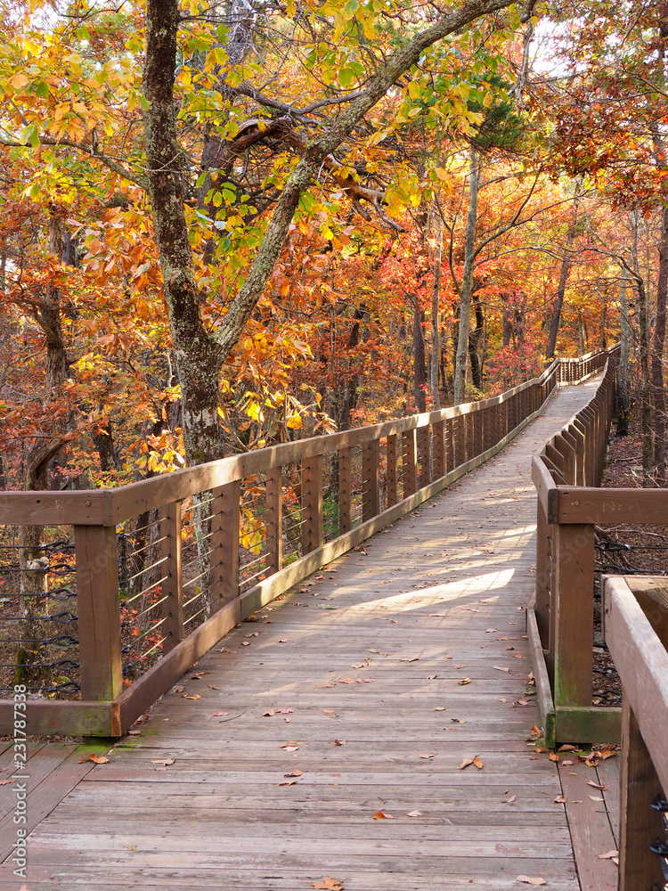 Boardwalk to Bald Ridge, Cheaha State Park, Alabama in the Autumn Boardwalk to Bald Ridge, Cheaha State Park, Alabama in the Autumn