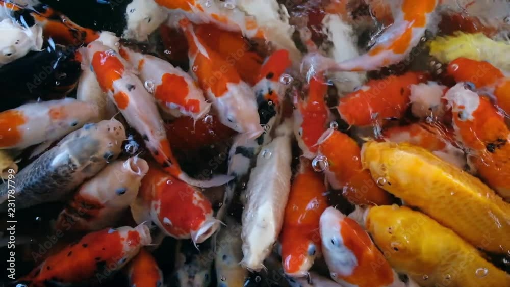 Feeding colorful fancy carp fish of Koi carps crowding competing for food in the pool or farm, full HD. Feeding colorful fancy carp fish of Koi carps crowding competing for food in the pool or farm, full HD.