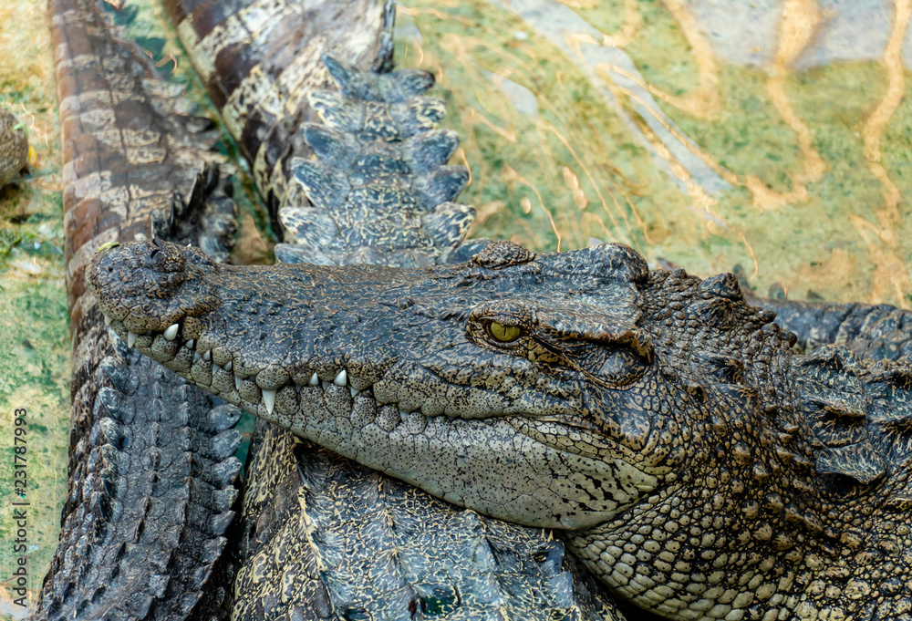 Obraz premium Crocodile in the farm