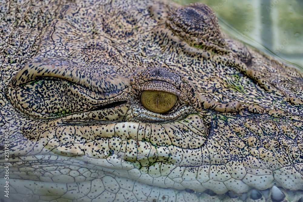 Obraz premium Crocodile in the farm