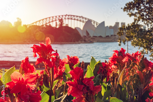 Bright red canna lily flowers with Sydney landmarks on the background photo