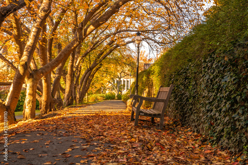 Peaceful autumn scenery in Princeton, New Jersey featuring fallen leaves on the foreground
