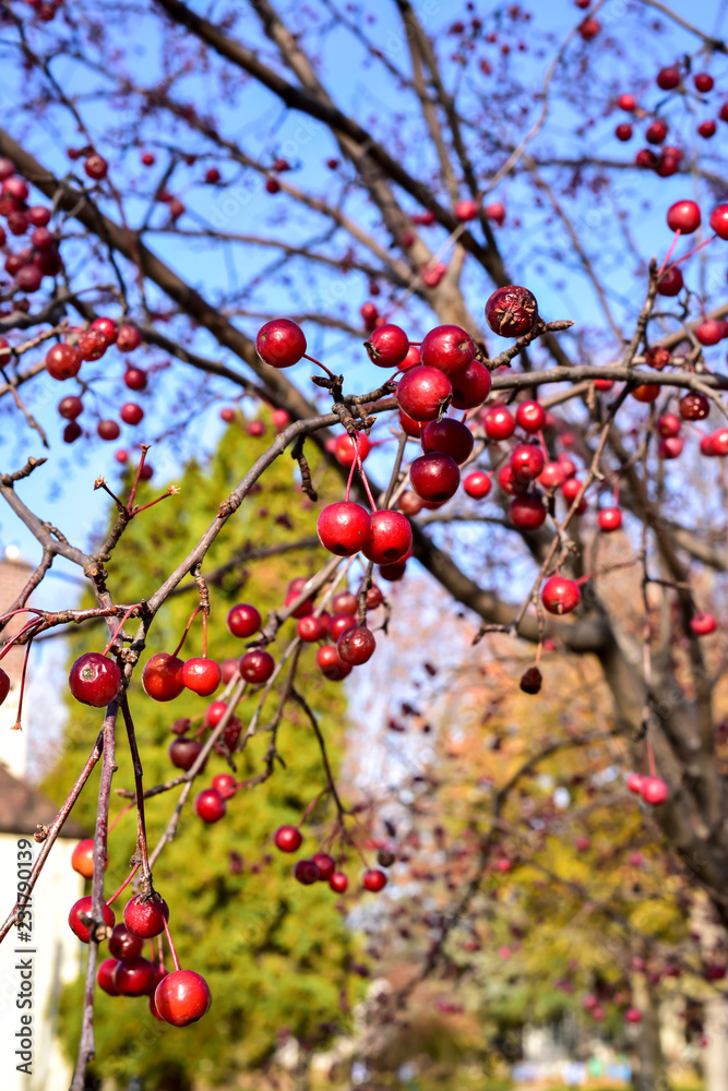 red berries on the tree on an Autumn day red berries on the tree on an Autumn day