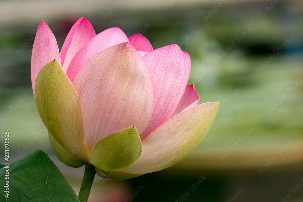 Lotus, Lotusblume, Lotusblüte, pink, Blume, Blüte, Wasserpflanze, Lotus, Lotusblume, Lotusblüte, pink, Blume, Blüte, Wasserpflanze,