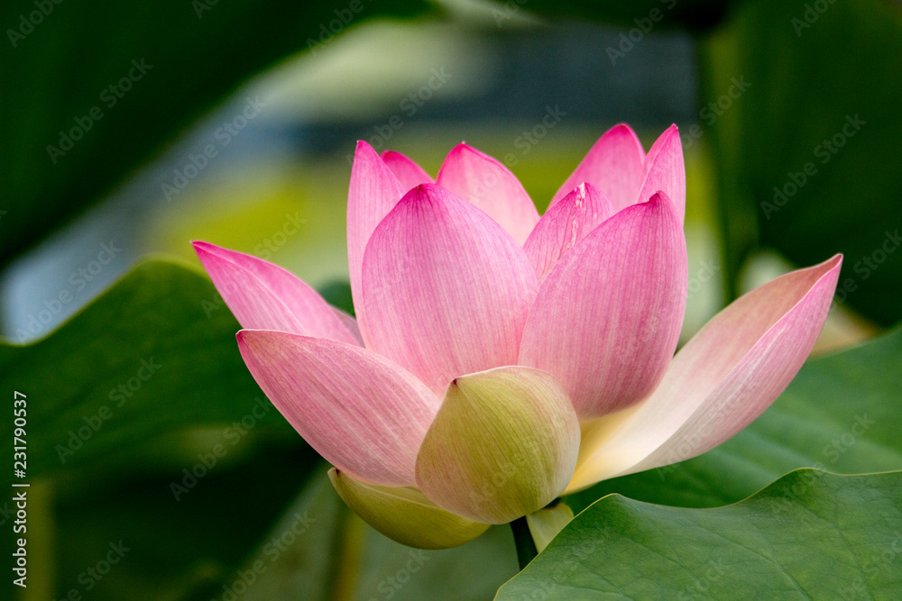 Lotus, Lotusblume, Lotusblüte, pink, Blume, Blüte, Wasserpflanze, Stock  Photo | Adobe Stock