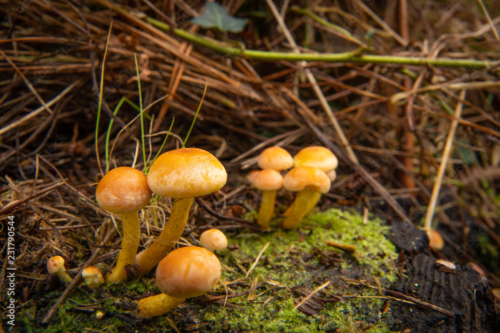 Buscando setas en Otoño Buscando setas en Otoño