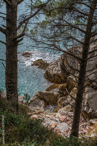 Tall pine trees on the coast