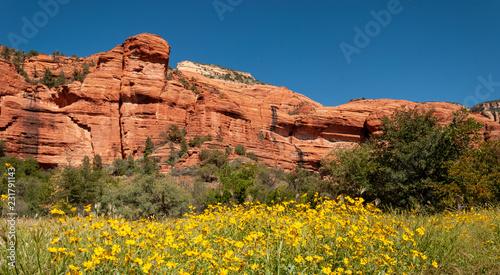 Red Rocks with Yellow Flowers