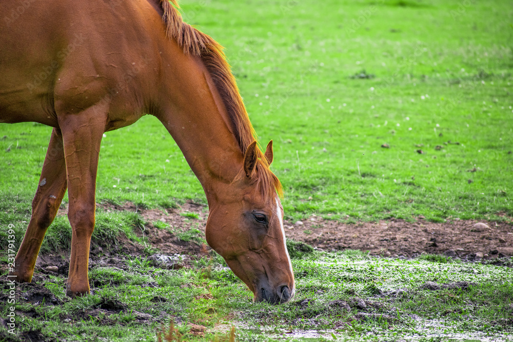 Fototapeta premium Closeup Side view of Beautiful golden brown horse eating grass and drinking water in meadow and green field in summertime alone
