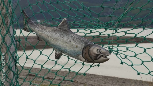 Fish statue on a net by the ocean photo
