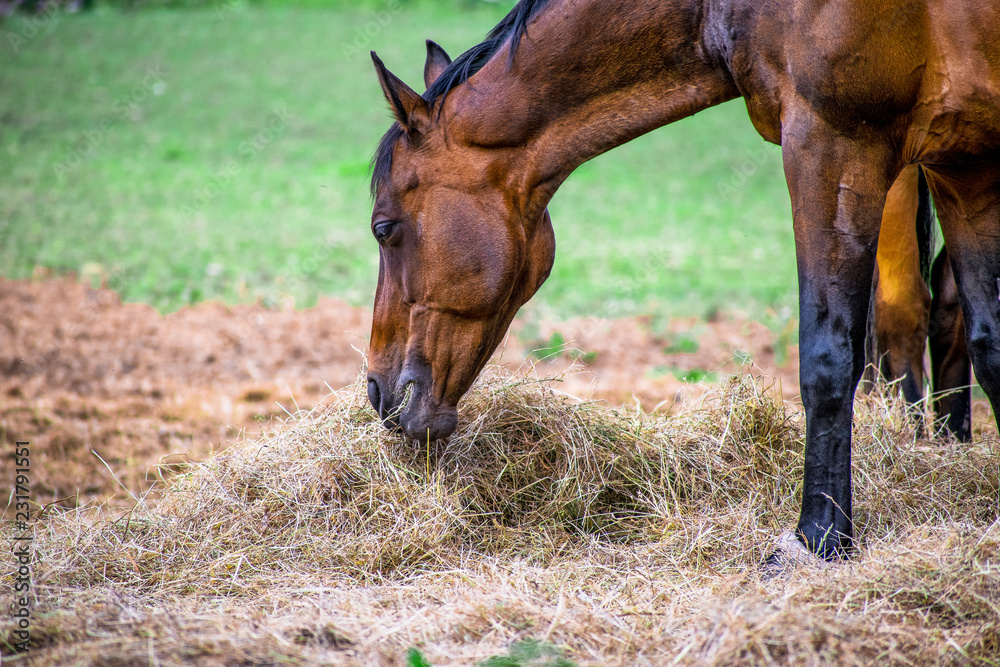 Fototapeta premium Side view of Beautiful brown horse eating grass and hay in meadow and green field in summertime alone