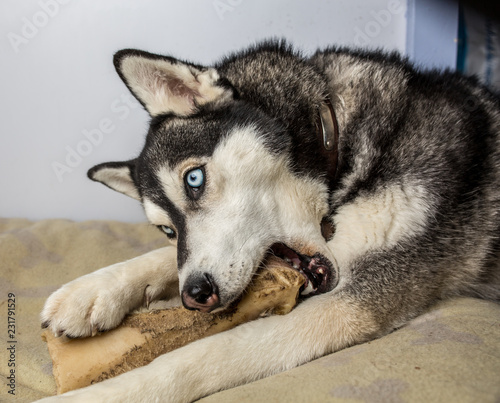portrait of siberian husky dog