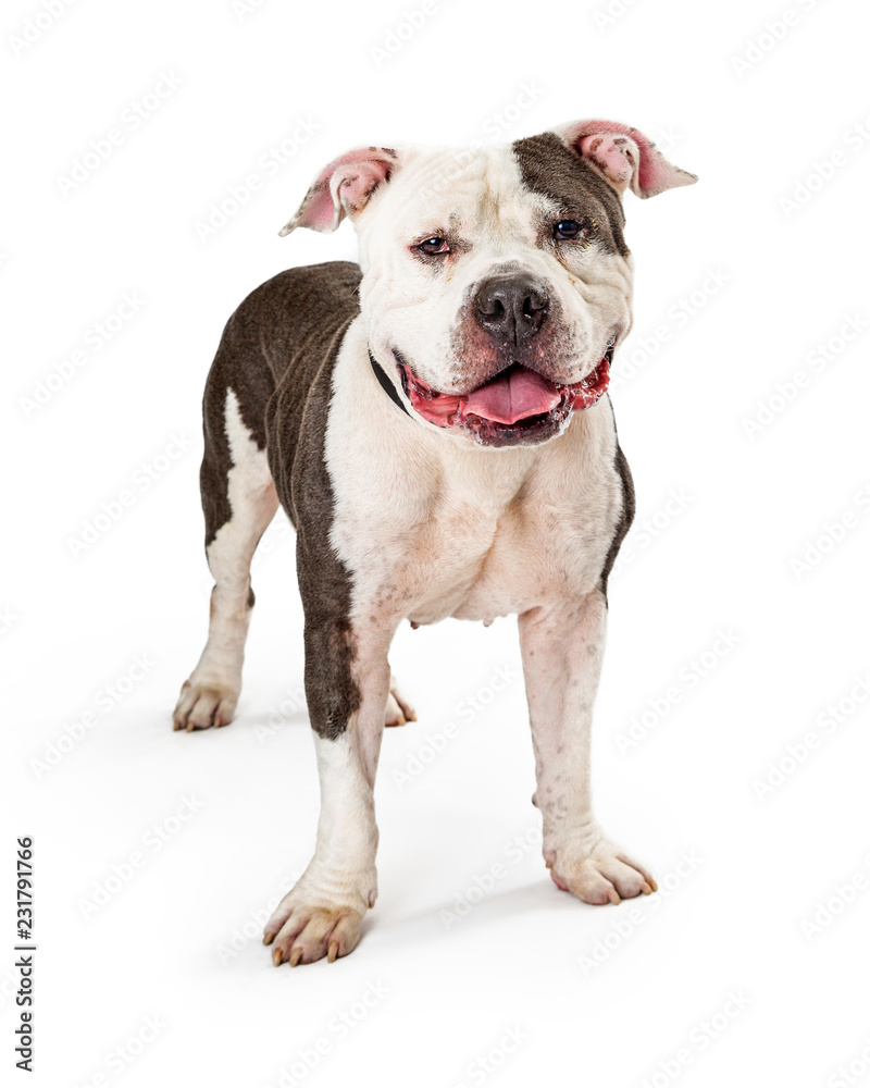 Friendly Pit Bull Dog Standing Looking Forward