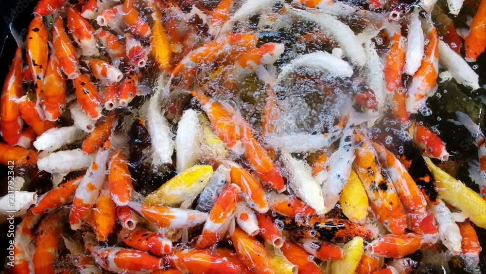 Feeding colorful fancy carp fish of Koi carps crowding competing for food in the pool or farm, ultra HD 4k. Feeding colorful fancy carp fish of Koi carps crowding competing for food in the pool or farm, ultra HD 4k.