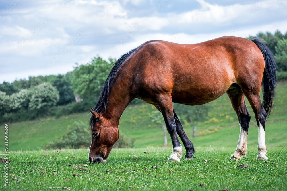 Side view Closeup of Beautiful brown Horse grazing in a meadow and eating grass in a green field in springtime Side view Closeup of Beautiful brown Horse grazing in a meadow and eating grass in a green field in springtime