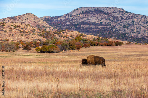 Bison on the range at the Wichita Mountains Wildlife Refuge, located in southwestern Oklahoma. photo