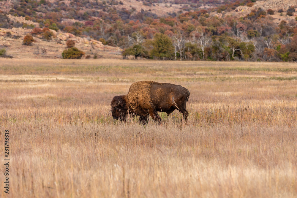 Bison on the range at the Wichita Mountains Wildlife Refuge, located in southwestern Oklahoma.