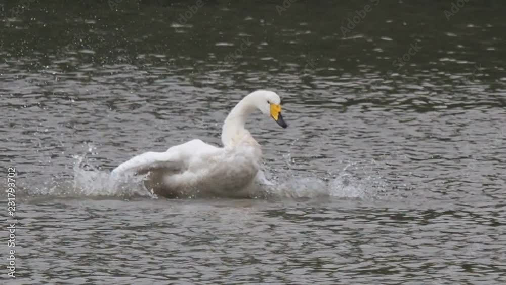 White swan shaking wings, finding food and washing itself in city lake, slow motion. White swan shaking wings, finding food and washing itself in city lake, slow motion.