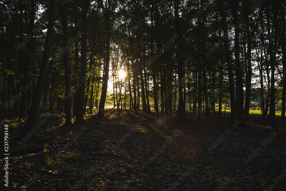 Fototapeta premium Des Waldes Schatten