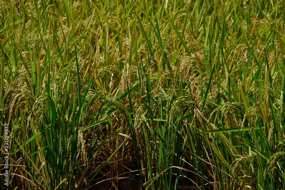 grown rice field