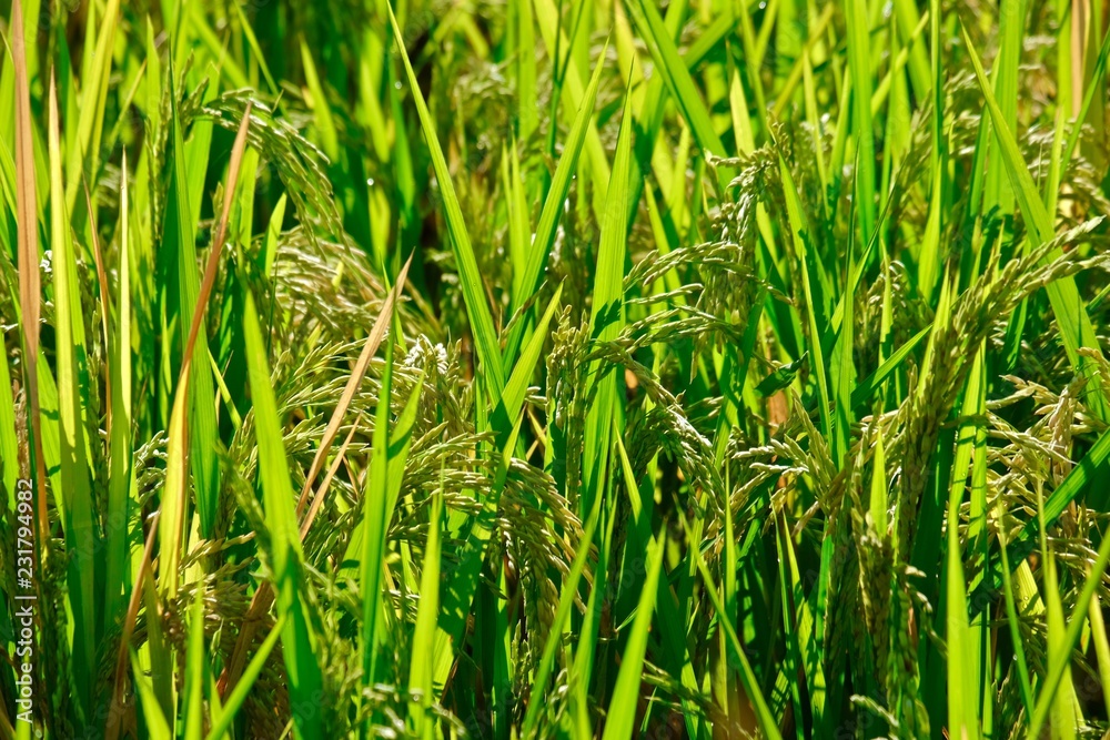 Obraz premium grown rice field