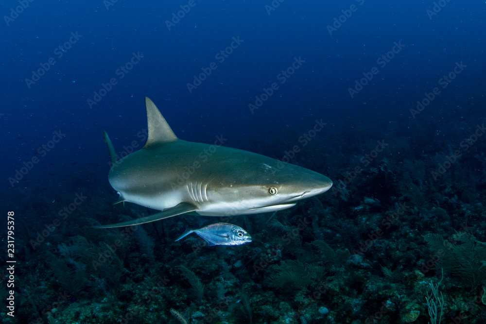 Obraz premium Providence Island