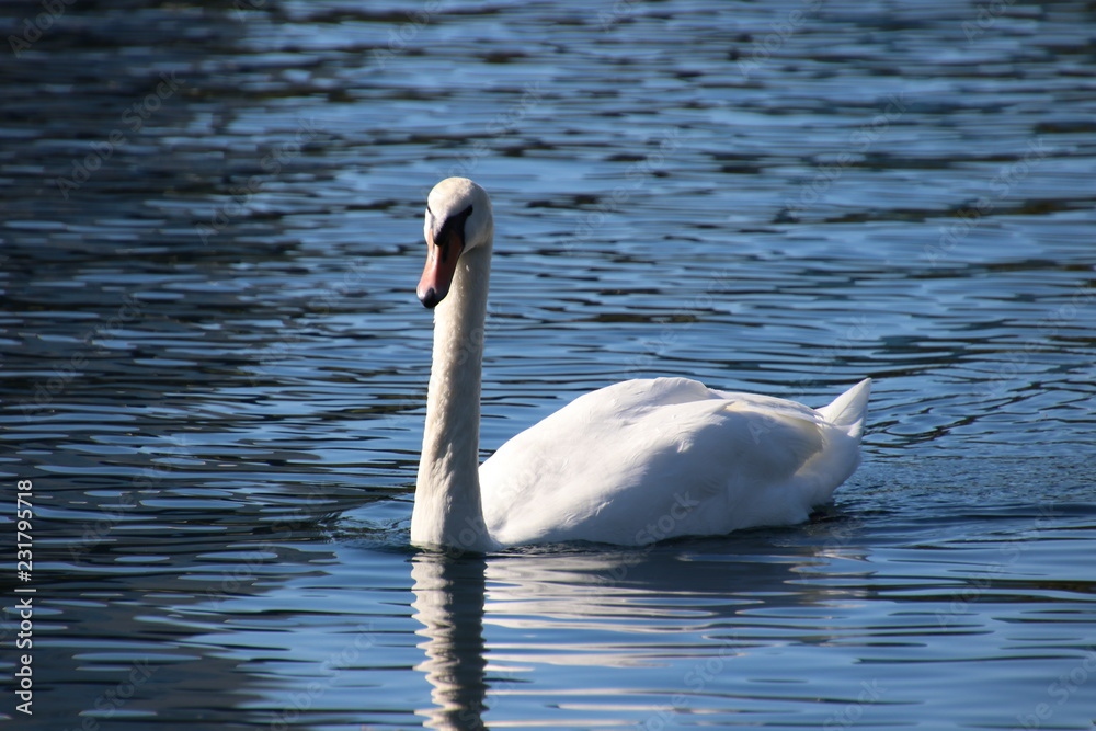 Obraz premium Swans swimming on peaceful reflecting blue water lake.