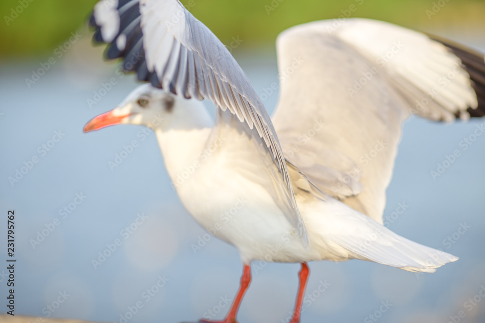 Obraz premium Seagull is a type of seabird, a medium to large bird. Gray or white hair Some species have black spots on the head or wings, mouths are thick and the feet are large